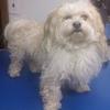 Paulie the Maltese-Silky Terrier mix before his grooming